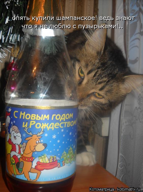 опять купили шампанское! ведь знают что я не люблю с пузырьками!..... Котоматрица: опять купили шампанское! ведь знают что я не люблю с пузырьками!..