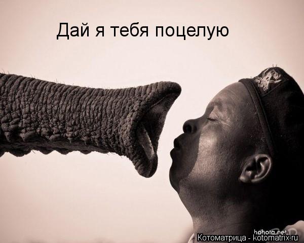 Котоматрица: Дай я тебя поцелую