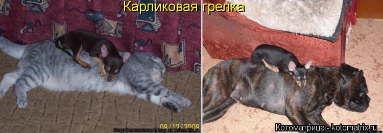 Котоматрица: Карликовая грелка