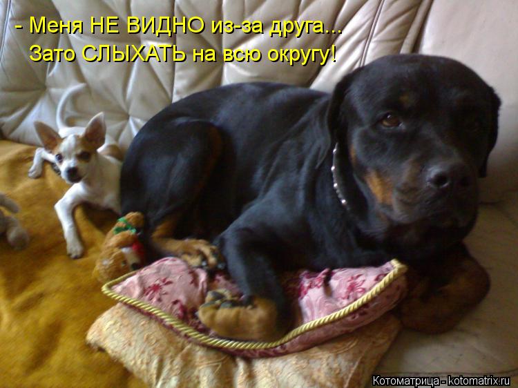 - Меня НЕ ВИДНО из-за друга... Зато СЛЫХАТЬ на всю округу!... Котоматрица: - Меня НЕ ВИДНО из-за друга... Зато СЛЫХАТЬ на всю округу!