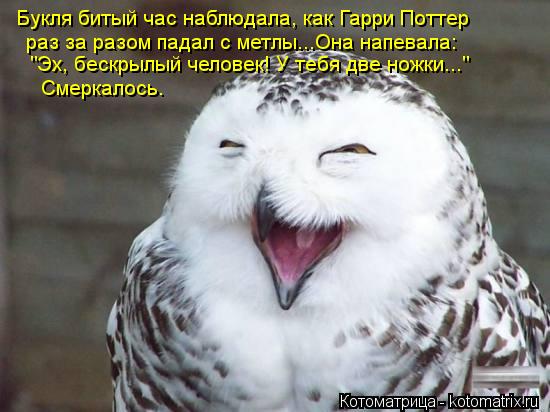 Котоматрица: Букля битый час наблюдала, как Гарри Поттер раз за разом падал с метлы...Она напевала: "Эх, бескрылый человек! У тебя две ножки..." Смеркалось.