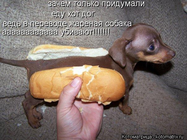 Котоматрица: зачем только придумали еду хот дог ведь в переводе жареная собака аааааааааааа убивают!!!!!!!