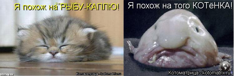 Котоматрица: Я похож на РЫБУ-КАПЛЮ! Я похож на того КОТёНКА!
