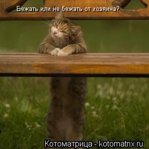 Бежать или не бежать от хозяина?... Котоматрица: Бежать или не бежать от хозяина?