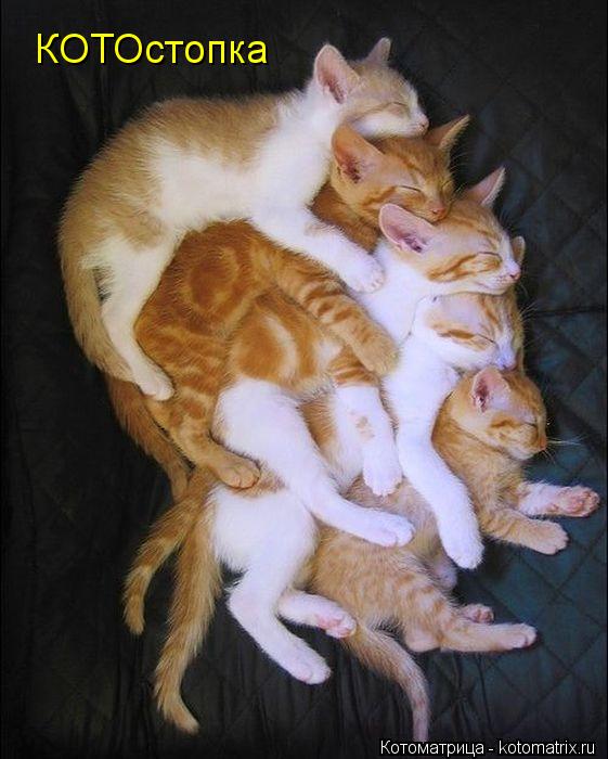 Котоматрица: КОТОстопка