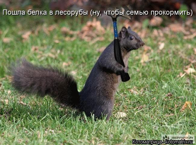 Пошла белка в лесорубы (ну, чтобы семью прокормить)... Котоматрица: Пошла белка в лесорубы (ну, чтобы семью прокормить)