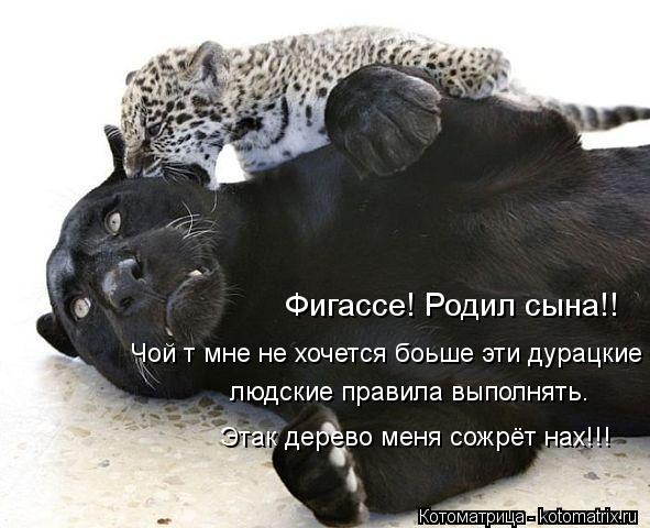 Котоматрица: Фигассе! Родил сына!! Чой т мне не хочется боьше эти дурацкие людские правила выполнять.  людские правила выполнять. Этак дерево меня сожрёт 