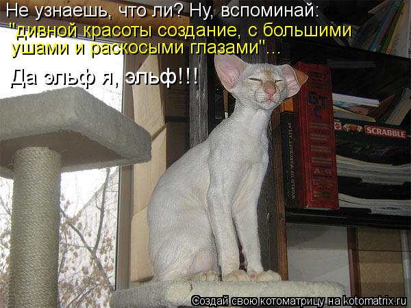Котоматрица: Не узнаешь, что ли? Ну, вспоминай:  "дивной красоты создание, с большими  ушами и раскосыми глазами"... Да эльф я, эльф!!!
