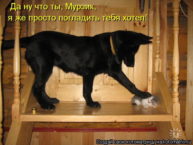 Котоматрица: Да ну что ты, Мурзик, я же просто погладить тебя хотел!