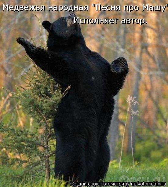 Котоматрица: Медвежья народная "Песня про Машу" Исполняет автор.