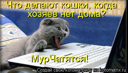 Котоматрица: Что делают кошки, когда хозяев нет дома?  МурЧатятся!