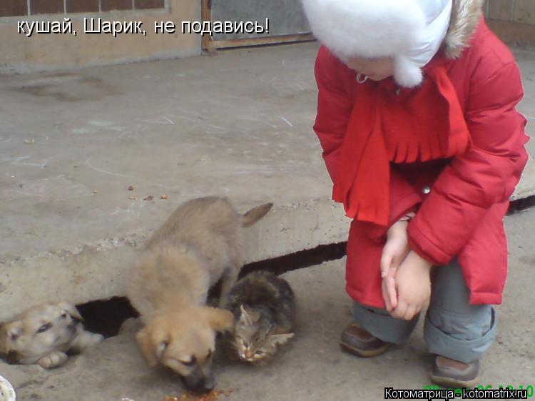 Котоматрица: кушай, Шарик, не подавись!