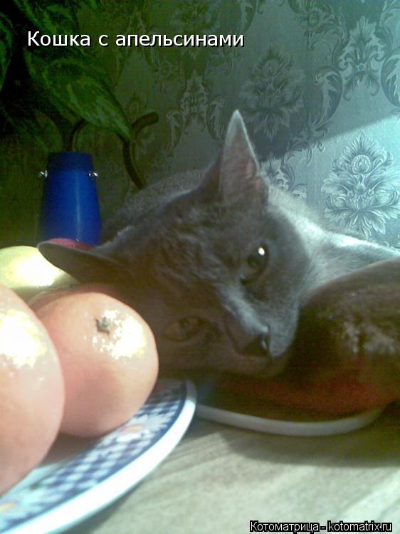 Котоматрица: Кошка с апельсинами