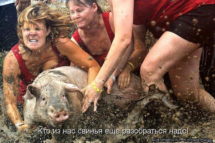 Кто из нас свинья еще разобраться надо!... Котоматрица: Кто из нас свинья еще разобраться надо!