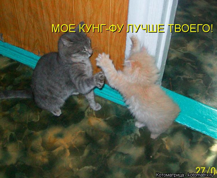Котоматрица: МОЕ КУНГ-ФУ ЛУЧШЕ ТВОЕГО!
