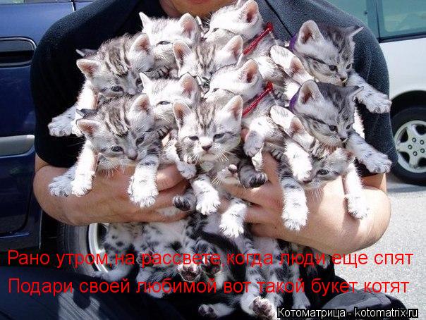 Котоматрица: Рано утром,на рассвете,когда люди еще спят Подари своей любимой вот такой букет котят