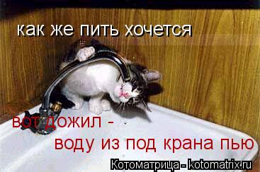 как же пить хочется вот дожил - воду из под крана пью... Котоматрица: как же пить хочется вот дожил - воду из под крана пью