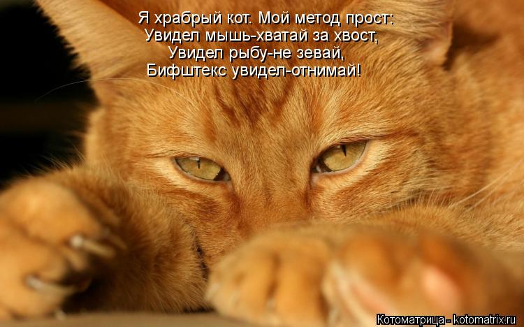 Котоматрица: Я храбрый кот. Мой метод прост: Увидел мышь-хватай за хвост, Увидел рыбу-не зевай, Бифштекс увидел-отнимай!