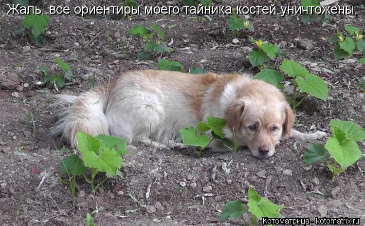 Котоматрица: Жаль, все ориентиры моего тайника костей уничтожены.