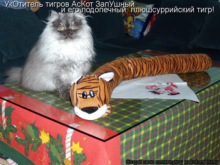 Котоматрица: УкОтитель тигров АсКот ЗапУшный  и его подопечный, плюшсуррийский тигр!