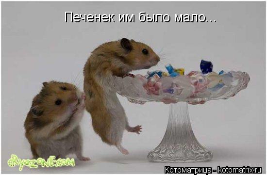 Котоматрица: Печенек им было мало...