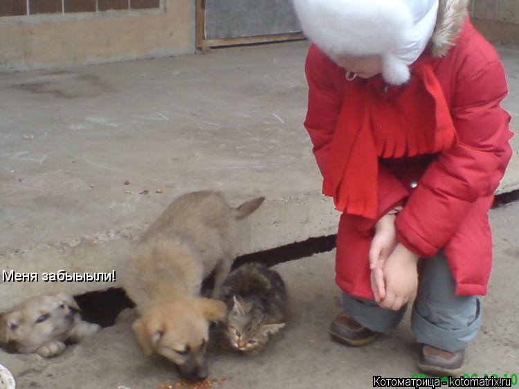 Котоматрица: Меня забыыыли!