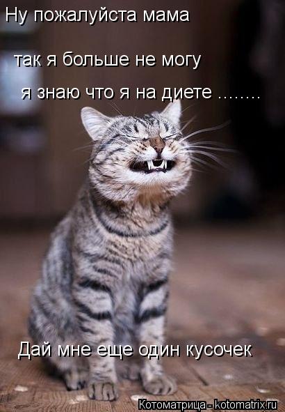 Котоматрица: Ну пожалуйста мама так я больше не могу я знаю что я на диете ........ Дай мне еще один кусочек