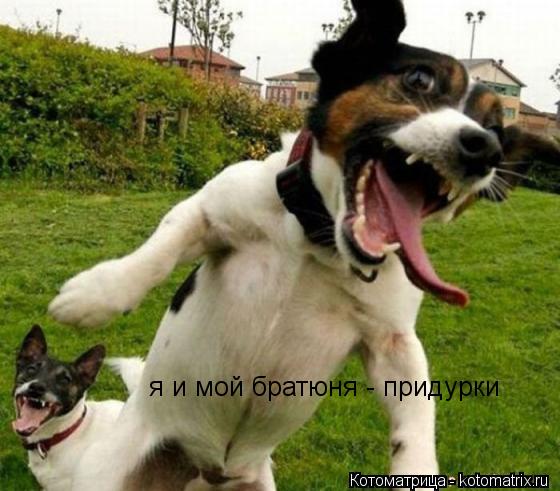 Котоматрица: я и мой братюня - придурки