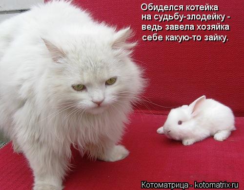 Котоматрица: Обиделся котейка на судьбу-злодейку - ведь завела хозяйка себе какую-то зайку.