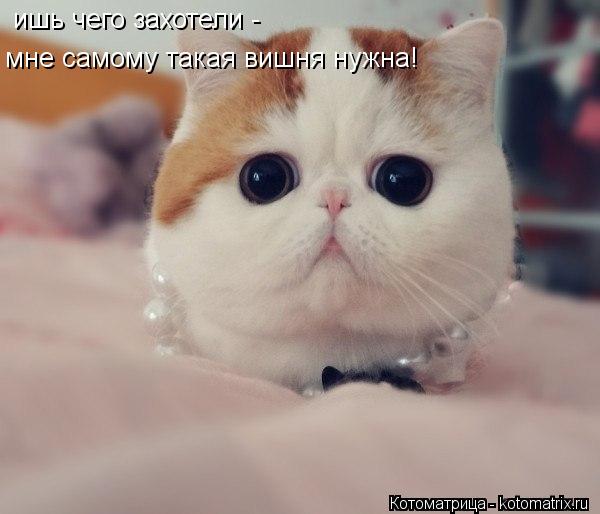 Котоматрица: ишь чего захотели - мне самому такая вишня нужна!
