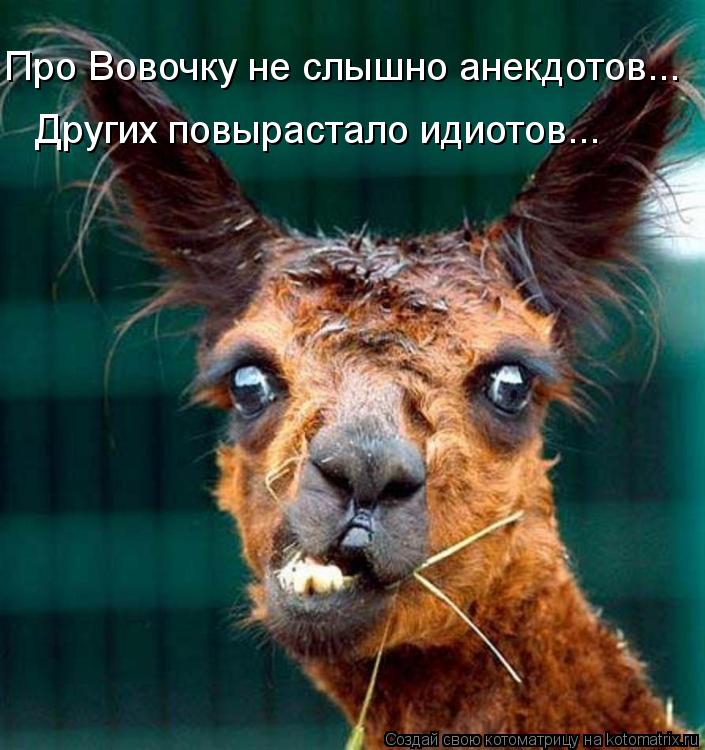 Про Вовочку не слышно анекдотов... Других повырастало идиотов...... Котоматрица: Про Вовочку не слышно анекдотов... Других повырастало идиотов...