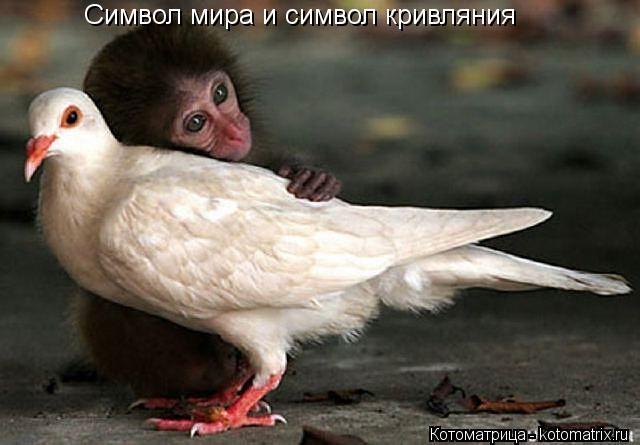 Символ мира и символ кривляния... Котоматрица: Символ мира и символ кривляния
