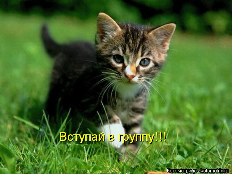 Котоматрица: Вступай в группу!!!