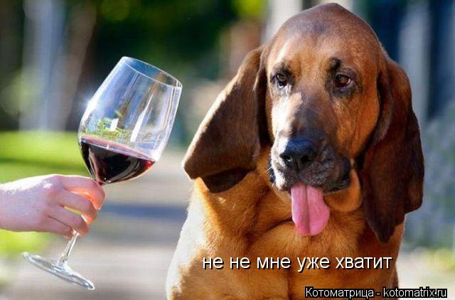 Котоматрица: не не мне уже хватит