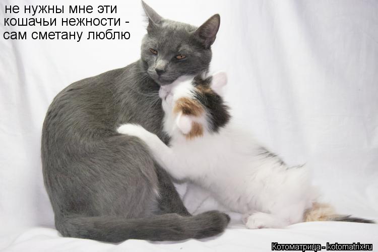 Котоматрица: не нужны мне эти  кошачьи нежности -   сам сметану люблю