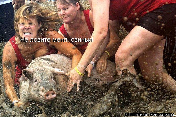 Котоматрица: Не ловите меня, свиньи!