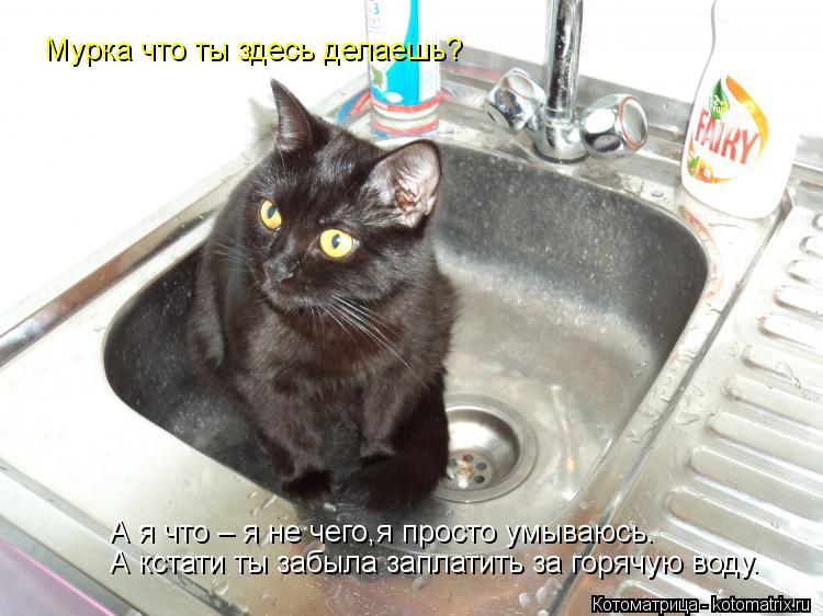 Котоматрица: Мурка что ты здесь делаешь? А я что – я не чего,я просто умываюсь. А кстати ты забыла заплатить за горячую воду.