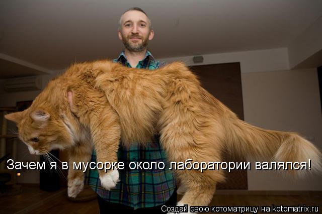 Котоматрица: Зачем я в мусорке около лаборатории валялся!
