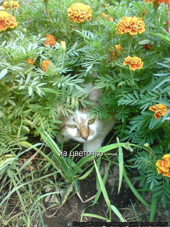 Котоматрица: йа цветочко