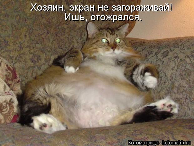 Хозяин, экран не загораживай! Ишь, отожрался.... Котоматрица: Хозяин, экран не загораживай! Ишь, отожрался.