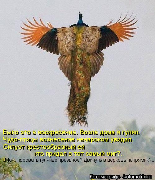 Котоматрица: Было это в воскресение. Возле дома я гулял. Чудо-птицы вознесение ненароком увидал. Силуэт крестообразный ей  кто придал в тот самый миг?.. ...
