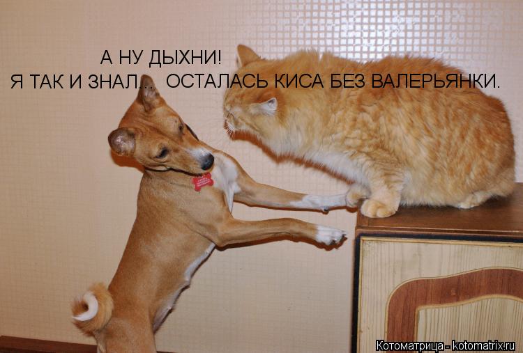 Котоматрица: А НУ ДЫХНИ!  Я ТАК И ЗНАЛ... ОСТАЛАСЬ КИСА БЕЗ ВАЛЕРЬЯНКИ.