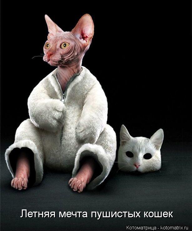 Летняя мечта пушистых кошек... Котоматрица: Летняя мечта пушистых кошек