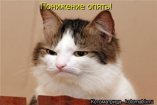 Котоматрица: Понижение опять!