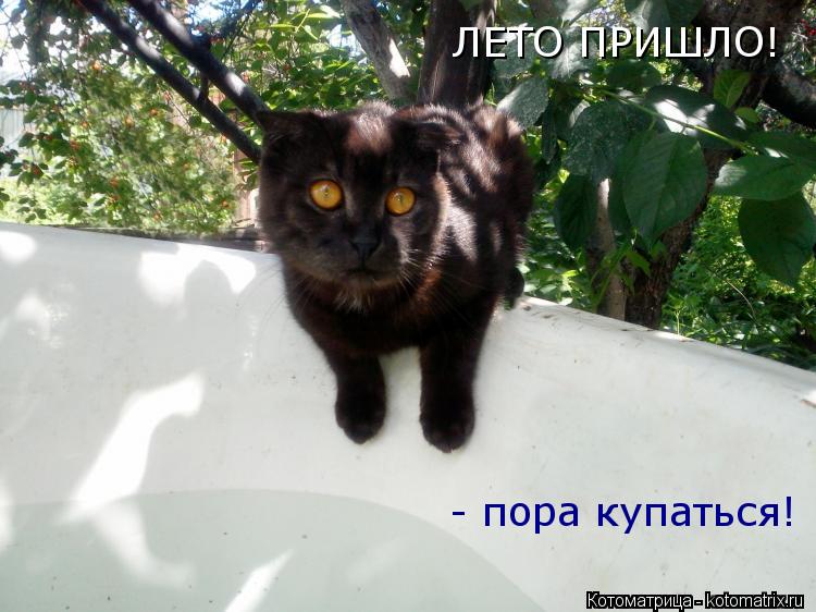 Котоматрица: ЛЕТО ПРИШЛО!  - пора купаться!