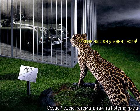 Котоматрица: -Какая наглая у меня тёска!