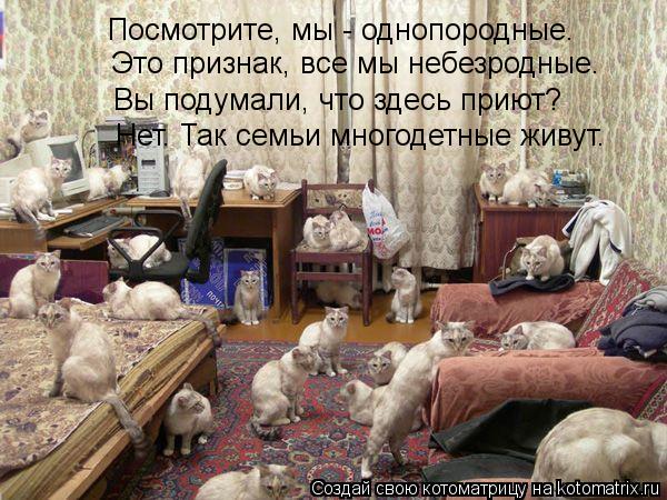 Котоматрица: Посмотрите, мы - однопородные. Это признак, все мы небезродные. Вы подумали, что здесь приют? Нет. Так семьи многодетные живут.