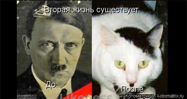 Котоматрица: До. После. Вторая жизнь существует.