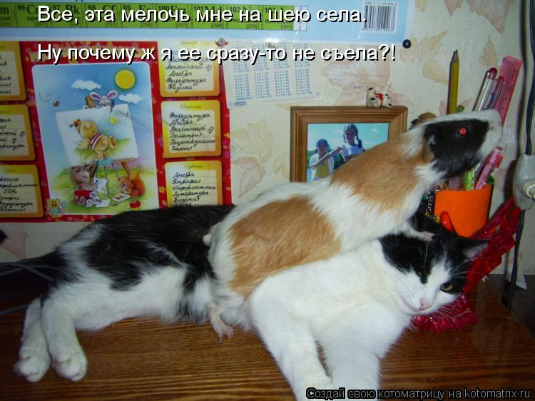 Все, эта мелочь мне на шею села. Ну почему ж я ее сразу-то не съела?!... Котоматрица: Все, эта мелочь мне на шею села. Ну почему ж я ее сразу-то не съела?!