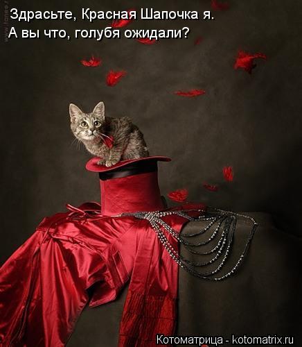 Котоматрица: Здрасьте, Красная Шапочка я. А вы что, голубя ожидали?